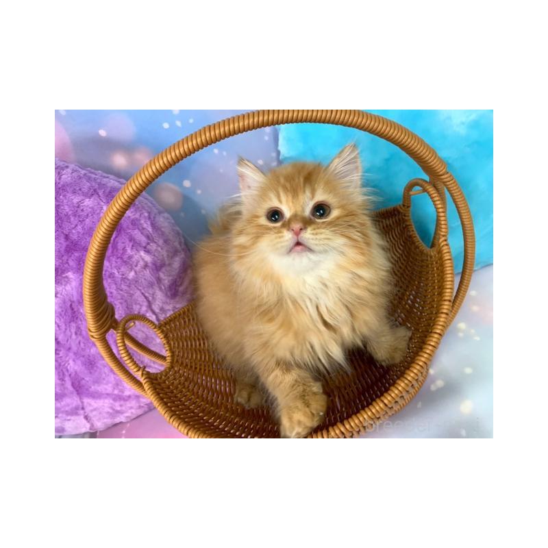 販売中の大阪府のスコティッシュフォールド-132009の5枚目