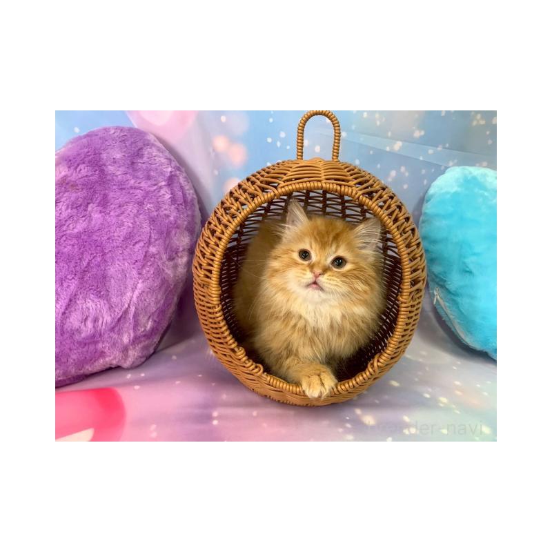 販売中の大阪府のスコティッシュフォールド-132009の3枚目