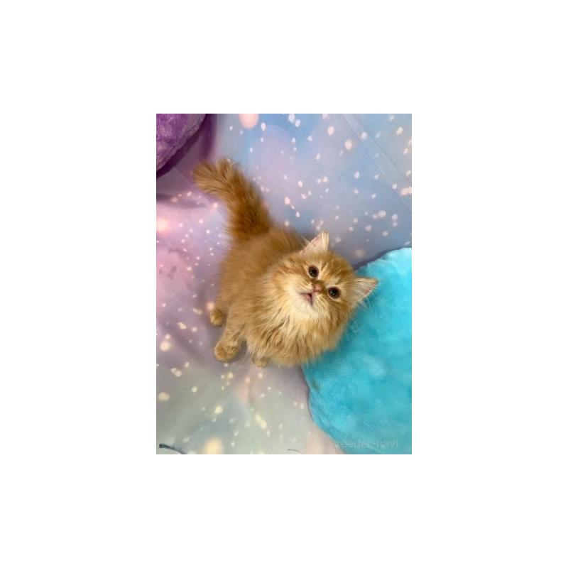 販売中の大阪府のスコティッシュフォールド-132009の4枚目