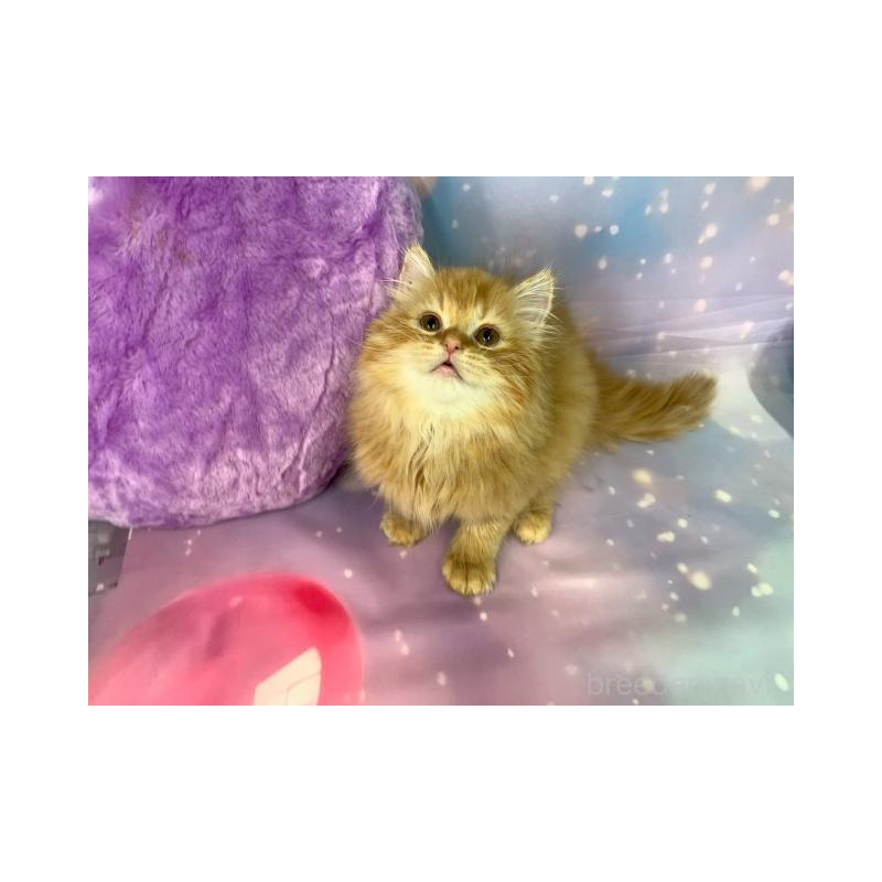 販売中の大阪府のスコティッシュフォールド-132009の2枚目