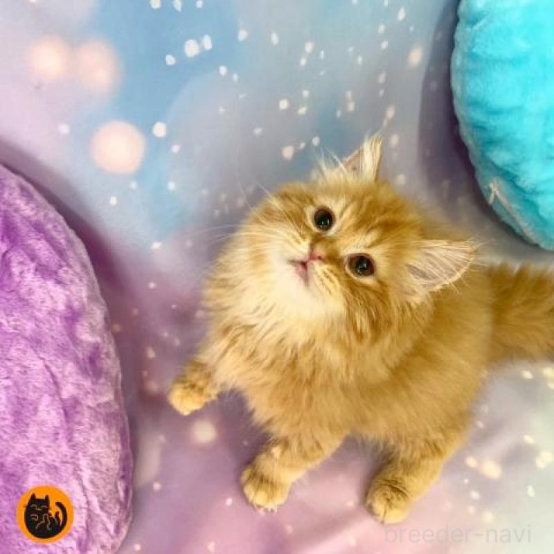 販売中の大阪府のスコティッシュフォールド-132009