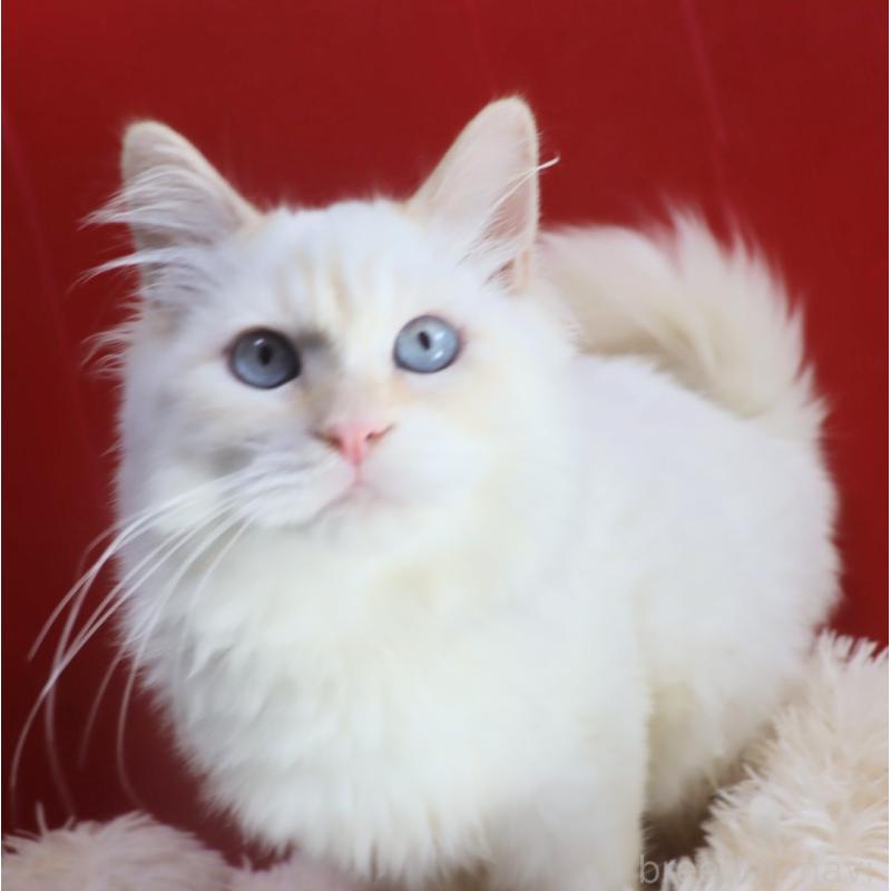 販売中の千葉県のネヴァマスカレード-132010の7枚目