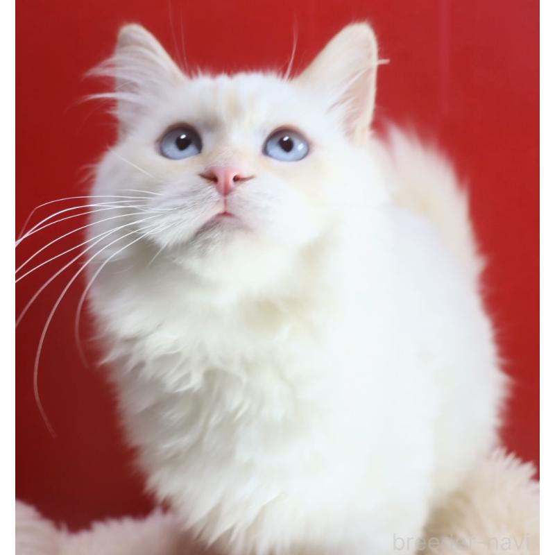 販売中の千葉県のネヴァマスカレード-132010の3枚目