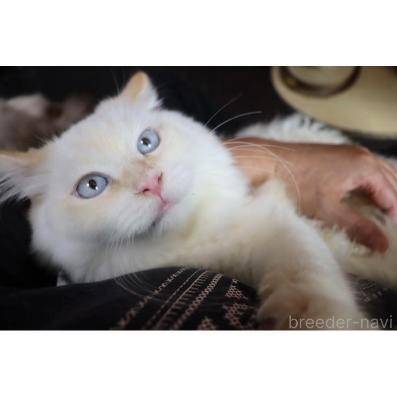 販売中の千葉県のネヴァマスカレード-132010の2枚目