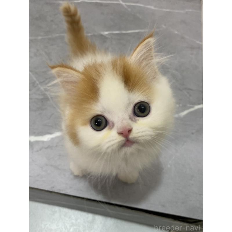 販売中の宮崎県のスコティッシュフォールド-132011