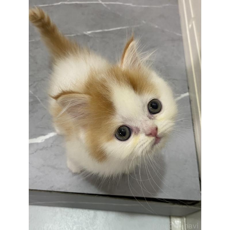 販売中の宮崎県のスコティッシュフォールド-132011の4枚目