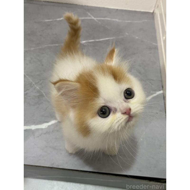 販売中の宮崎県のスコティッシュフォールド-132011の3枚目