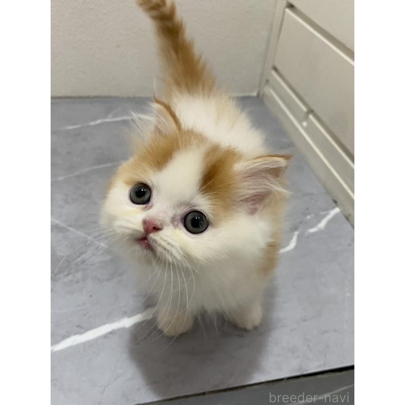 販売中の宮崎県のスコティッシュフォールド-132011の2枚目