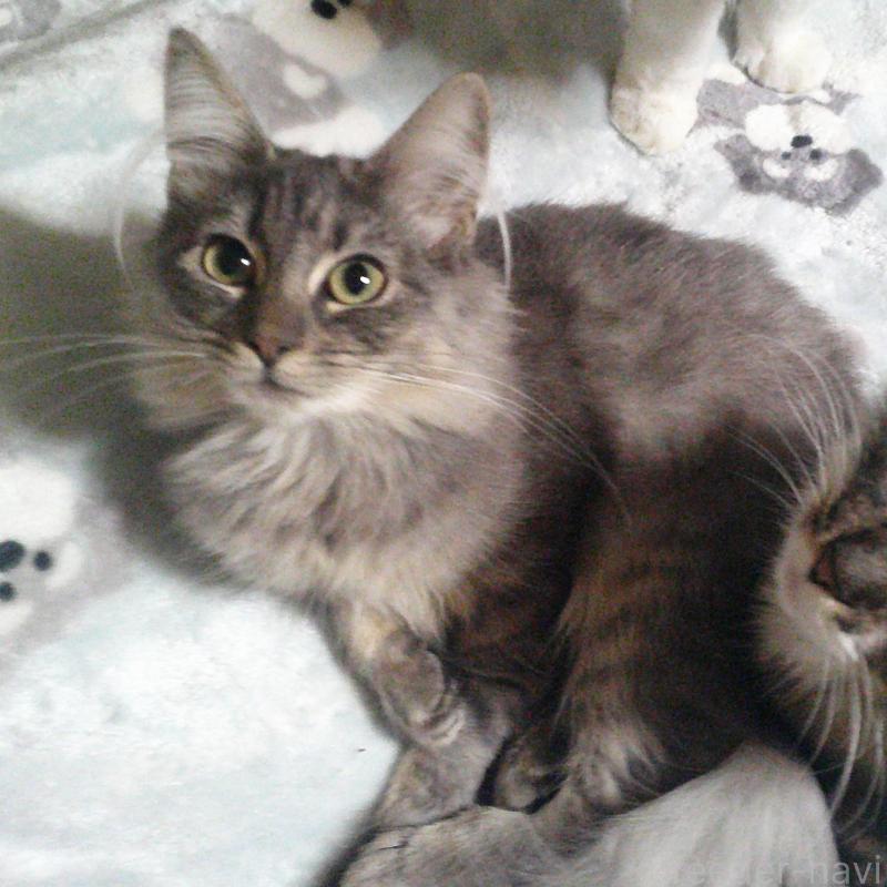 販売中の愛知県のノルウェージャンフォレストキャット-122005