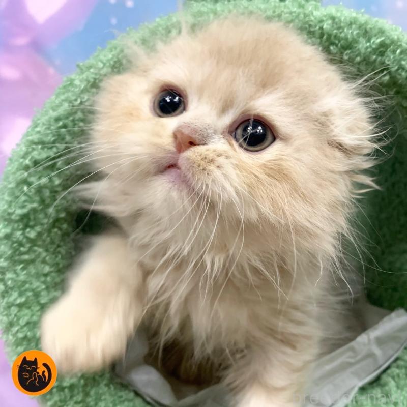 販売中の大阪府のスコティッシュフォールド(折れ耳)-129974