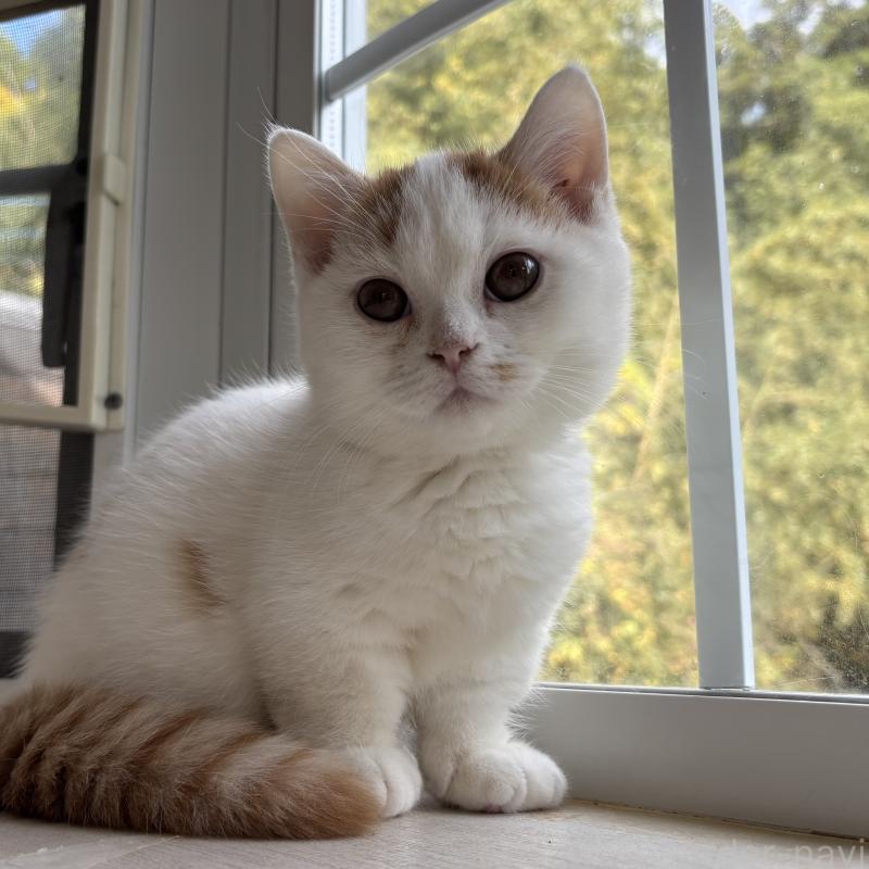 販売中の千葉県のミヌエット(短足)-131022