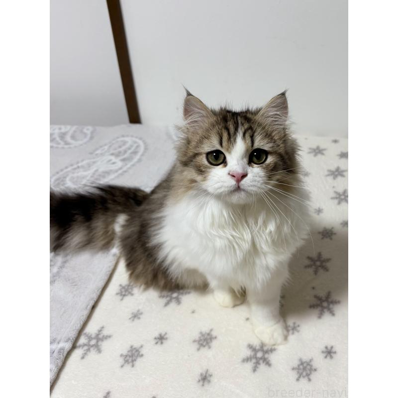 販売中の大阪府のミヌエット-120738の7枚目