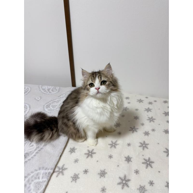 販売中の大阪府のミヌエット-120738の6枚目