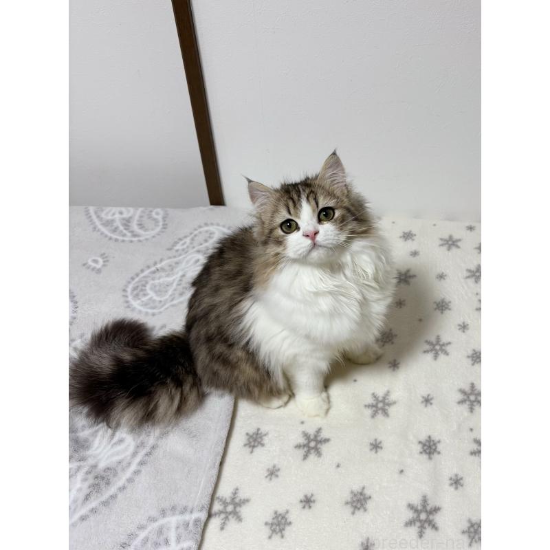 販売中の大阪府のミヌエット-120738の5枚目