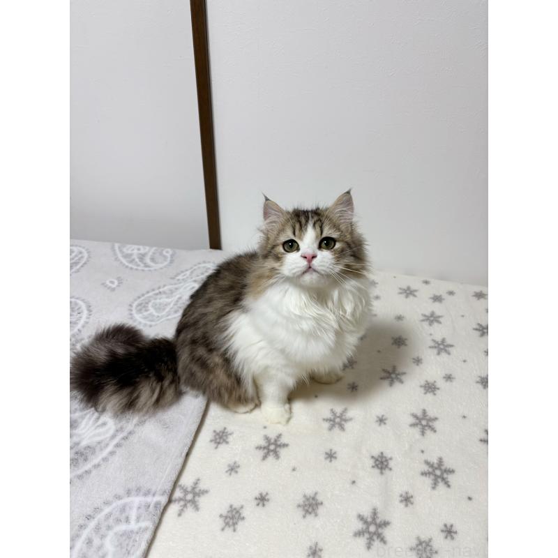 販売中の大阪府のミヌエット-120738の4枚目