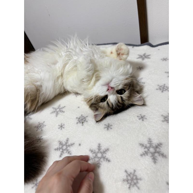 販売中の大阪府のミヌエット-120738の3枚目