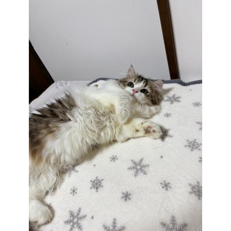 販売中の大阪府のミヌエット-120738の2枚目