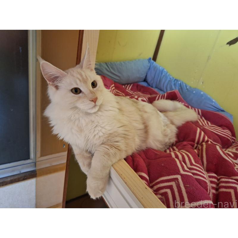 販売中の京都府のメインクーン-125771の6枚目