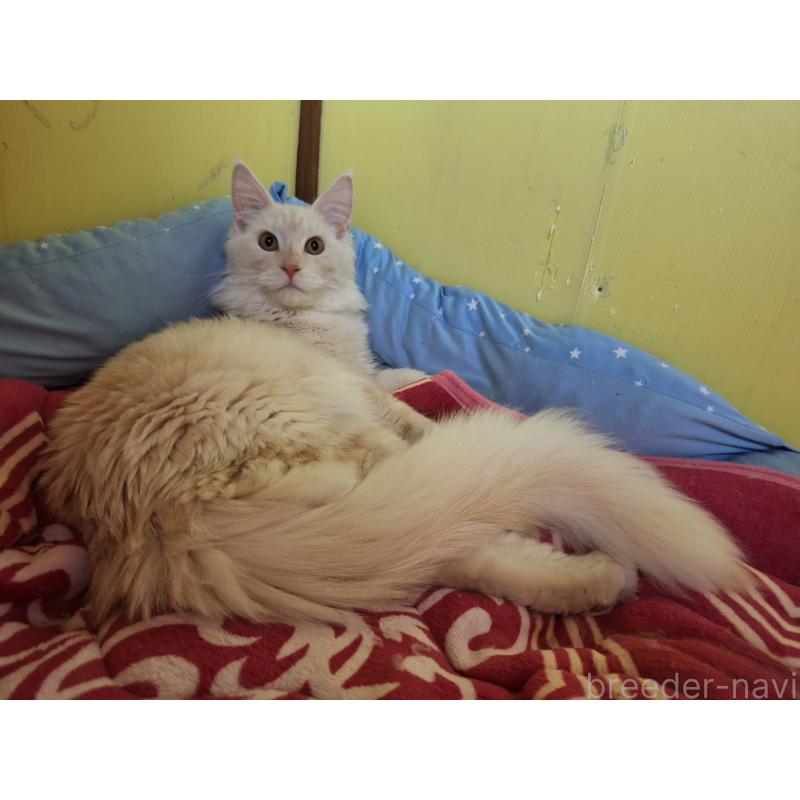 販売中の京都府のメインクーン-125771の5枚目