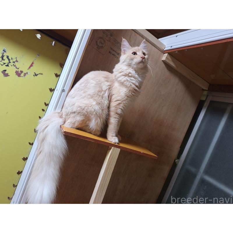 販売中の京都府のメインクーン-125771の4枚目