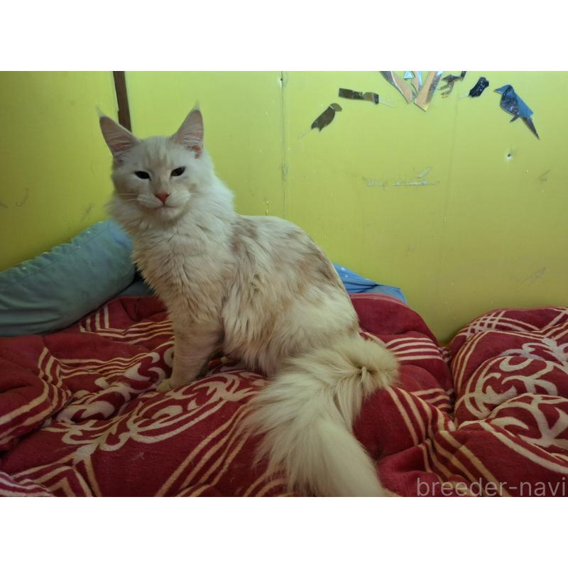 販売中の京都府のメインクーン-125771の3枚目