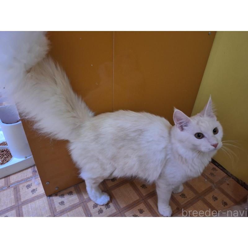 販売中の京都府のメインクーン-125771の2枚目