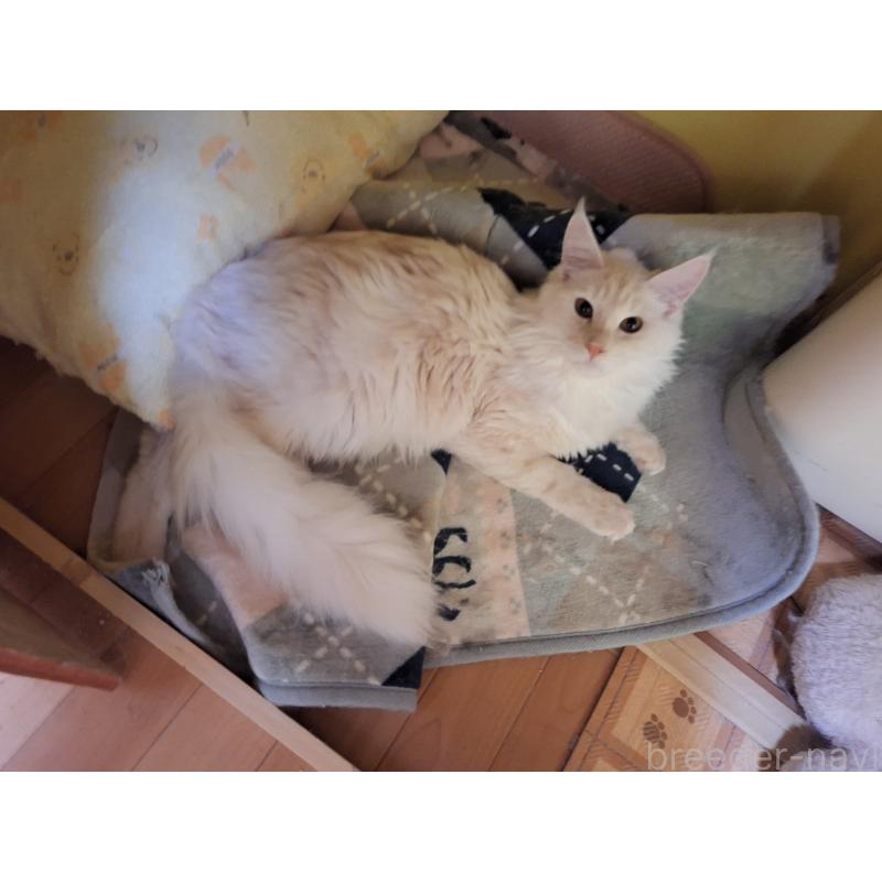 販売中の京都府のメインクーン-114566の4枚目