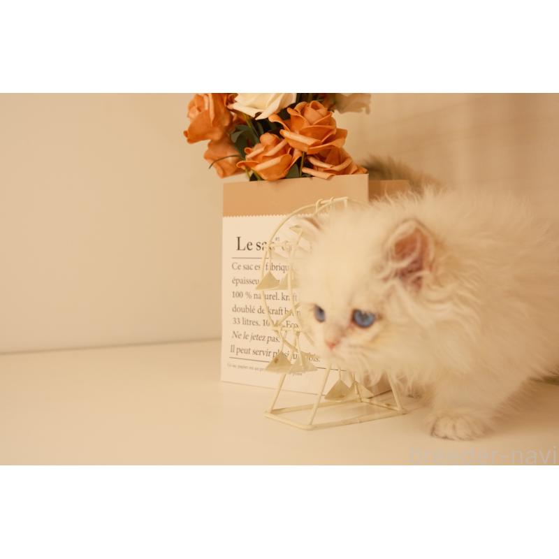 販売中の東京都のブリティッシュロングヘア-132017の8枚目