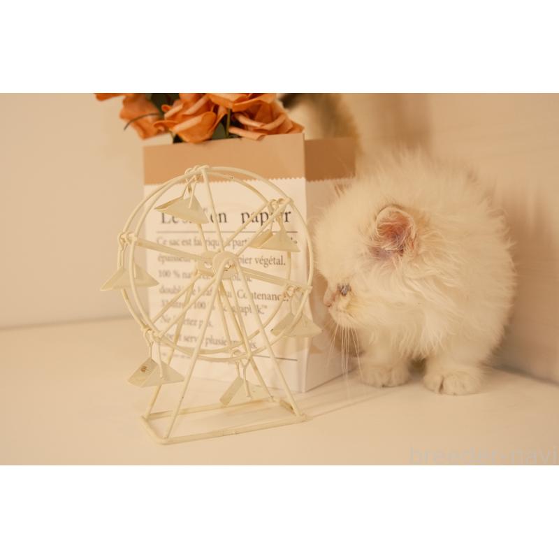 販売中の東京都のブリティッシュロングヘア-132017の7枚目