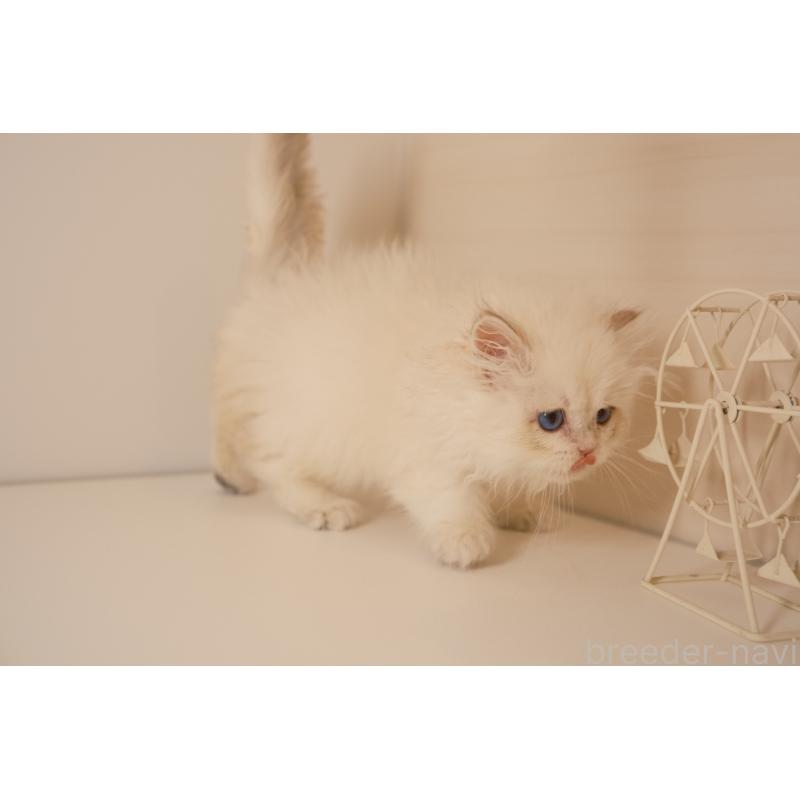 販売中の東京都のブリティッシュロングヘア-132017の6枚目