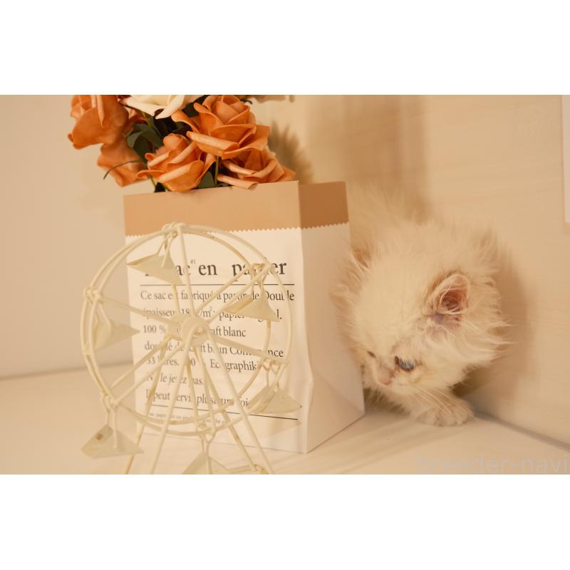 販売中の東京都のブリティッシュロングヘア-132017の5枚目