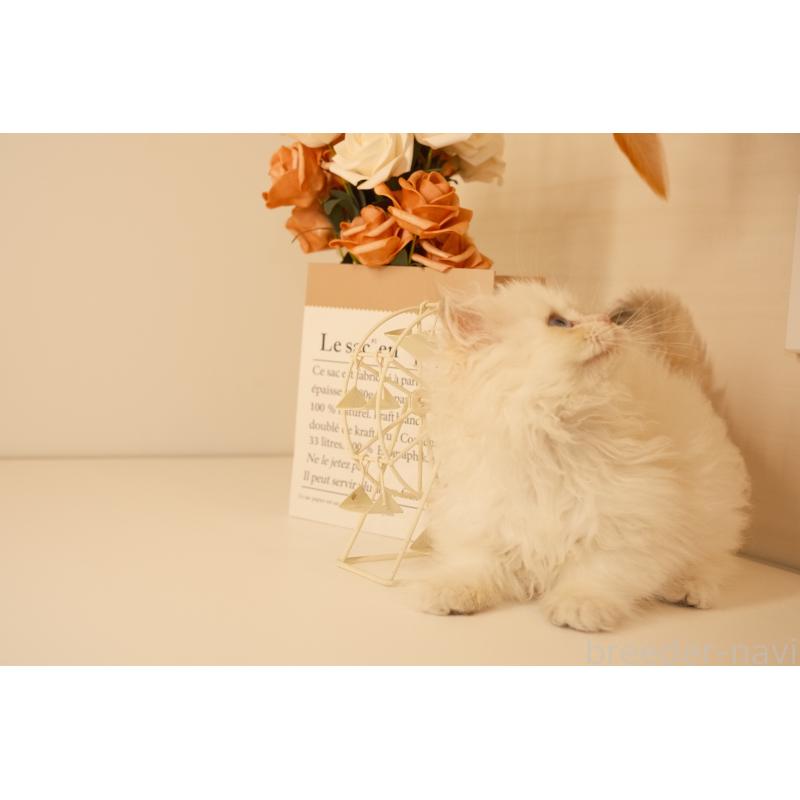 販売中の東京都のブリティッシュロングヘア-132017の4枚目