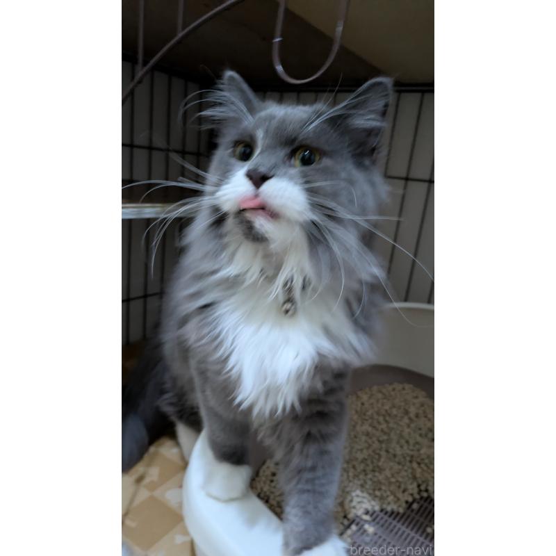 販売中の大阪府のミヌエット-120590の8枚目