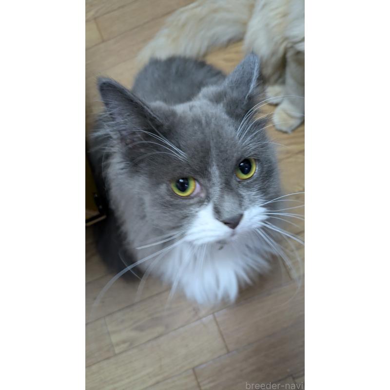 販売中の大阪府のミヌエット-120590の6枚目