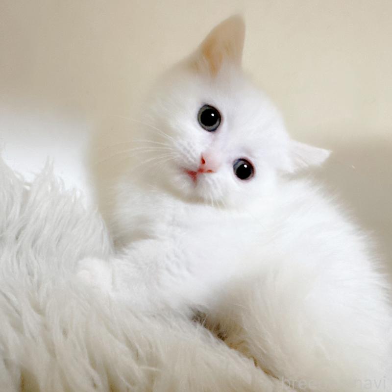 販売中の福岡県のミヌエット(短足)-132016