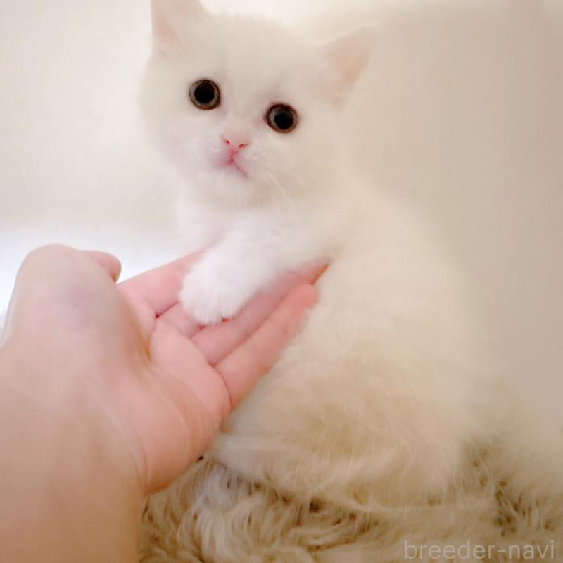 販売中の福岡県のミヌエット(短足)-132016の7枚目