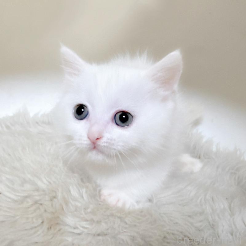 販売中の福岡県のミヌエット(短足)-132016の6枚目