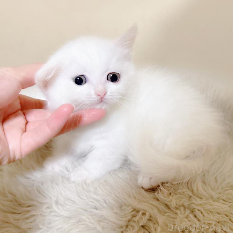 販売中の福岡県のミヌエット(短足)-132016の5枚目