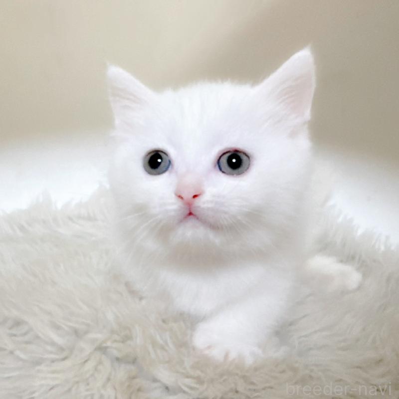 販売中の福岡県のミヌエット(短足)-132016の4枚目