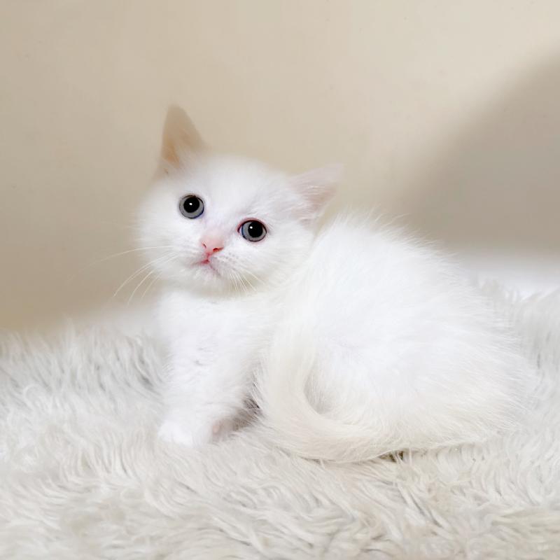 販売中の福岡県のミヌエット(短足)-132016の3枚目