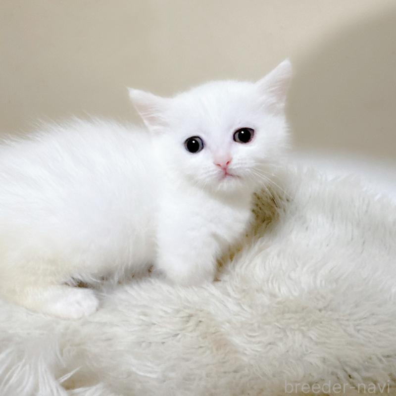 販売中の福岡県のミヌエット(短足)-132016の2枚目