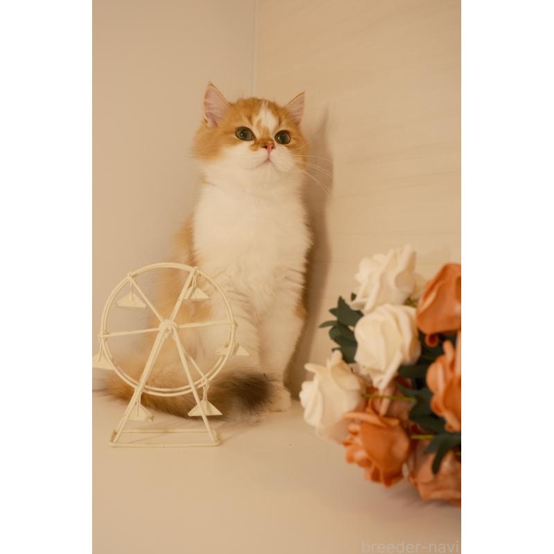 販売中の東京都のブリティッシュロングヘア-132018の9枚目