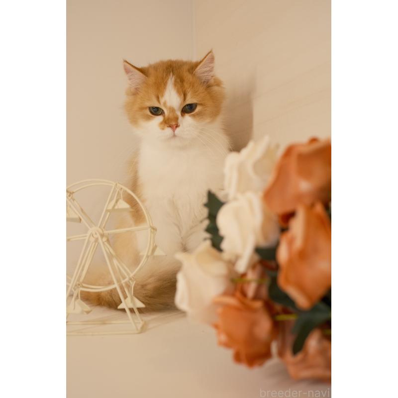 販売中の東京都のブリティッシュロングヘア-132018の8枚目