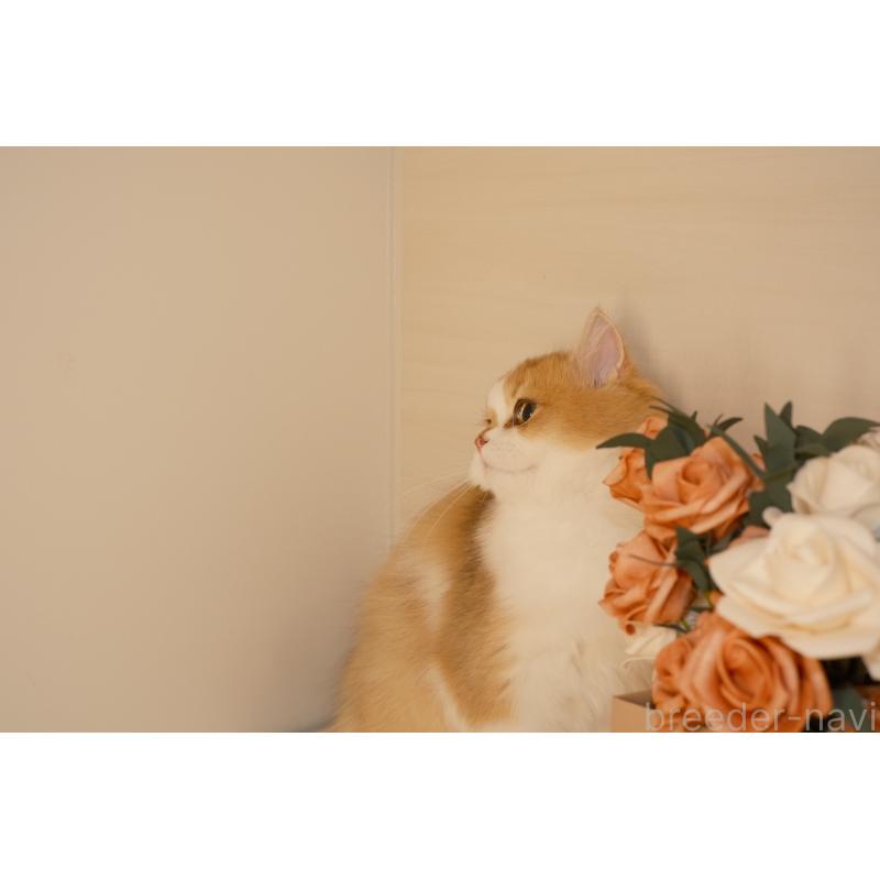 販売中の東京都のブリティッシュロングヘア-132018の6枚目