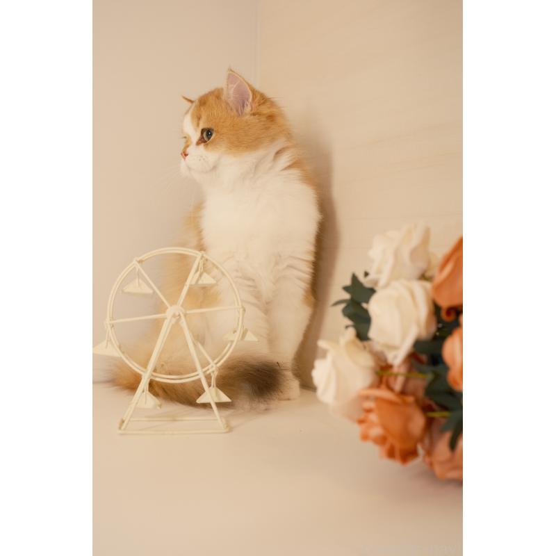 販売中の東京都のブリティッシュロングヘア-132018の5枚目