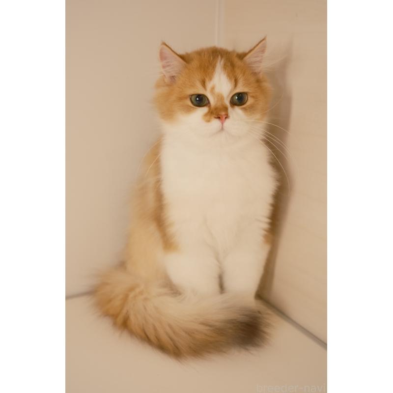 販売中の東京都のブリティッシュロングヘア-132018の4枚目