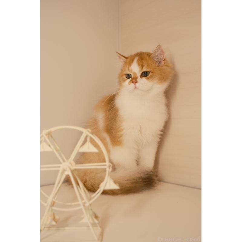 販売中の東京都のブリティッシュロングヘア-132018の3枚目