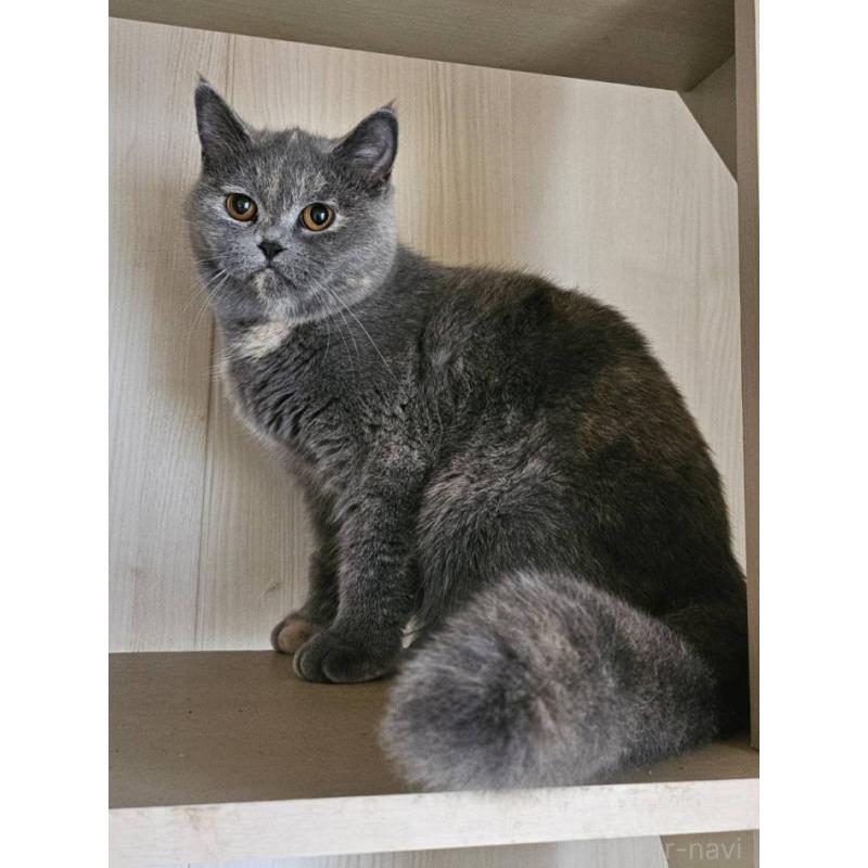 販売中の大阪府のミヌエット-119123の2枚目