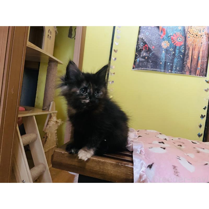 販売中の京都府のメインクーン-131910の5枚目