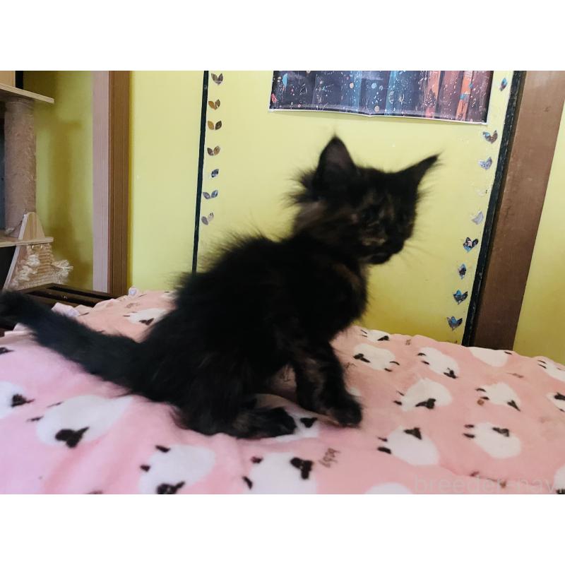 販売中の京都府のメインクーン-131910の4枚目